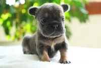 Sophie, a female French Bulldog for sale in Millersburg, IN – 3 of 5