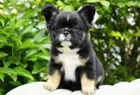 Panda, a male French Bulldog for sale in Millersburg, IN – 5 of 8