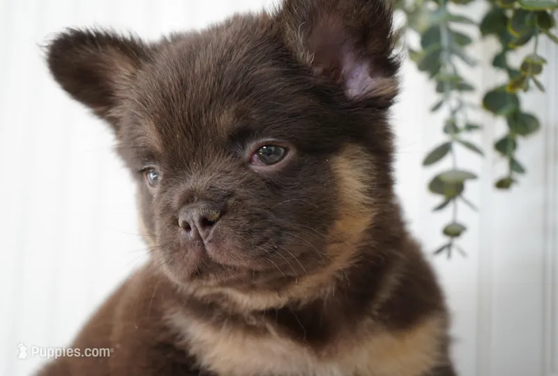 Bear – French Bulldog puppy for sale in Millersburg, IN