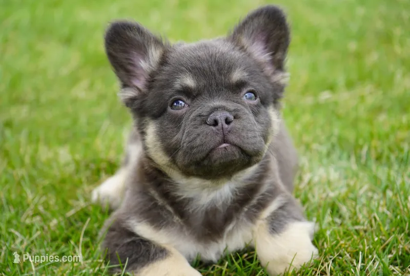 Bear – French Bulldog puppy for sale in Millersburg, IN
