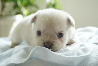 Zoe, a female French Bulldog for sale in Millersburg, IN – 2 of 6