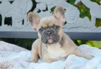 Poppy, a female French Bulldog for sale in Millersburg, IN – 7 of 7