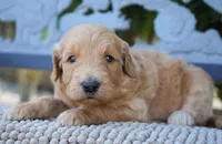 Tiffany, a female Goldendoodle for sale in Millersburg, IN – 4 of 4