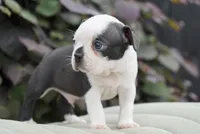 Marley, a male Boston Terrier for sale in Millersburg, IN – 4 of 4