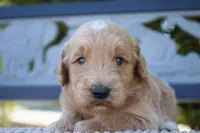 Aston, a male Goldendoodle for sale in Millersburg, IN – 3 of 3
