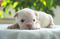 Dolly, a female French Bulldog for sale in Millersburg, IN – 2 of 4