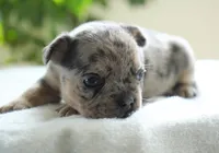 Aspen, a female French Bulldog for sale in Millersburg, IN – 4 of 4