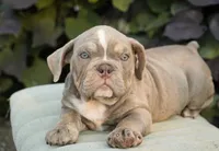 Rosie, a female English Bulldog and Olde English Bulldogge for sale in Millersburg, IN – 4 of 5