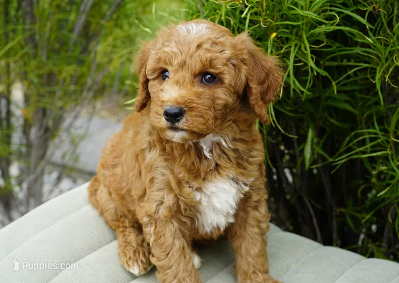Clifford – Goldendoodle puppy for sale in Millersburg, IN