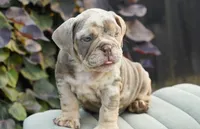 Chester, a male English Bulldog and Olde English Bulldogge for sale in Millersburg, IN – 2 of 5