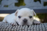 Tinker , a male French Bulldog for sale in Millersburg, IN – 2 of 4