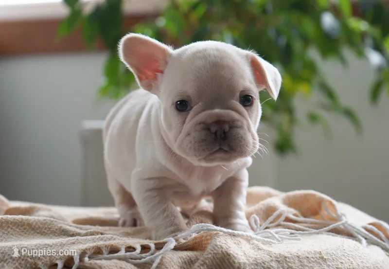 Dolly – French Bulldog puppy for sale in Millersburg, IN