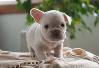 Dolly, a female French Bulldog for sale in Millersburg, IN – 2 of 7