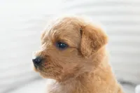 Nova, a female Goldendoodle for sale in Millersburg, IN – 2 of 8