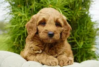 Honey, a female Goldendoodle for sale in Millersburg, IN – 2 of 4