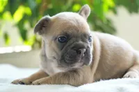 Poppy, a female French Bulldog for sale in Millersburg, IN – 4 of 5
