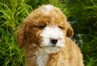 Rusty, a male Miniature Goldendoodle for sale in Millersburg, IN – 3 of 4