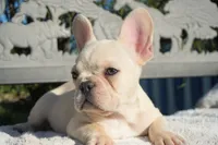Tinker , a male French Bulldog for sale in Millersburg, IN – 2 of 5