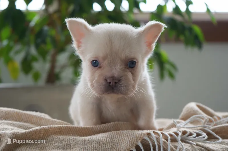 Stanley – French Bulldog puppy for sale in Millersburg, IN