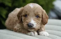 Waffle, a male Goldendoodle for sale in Millersburg, IN – Photo 3 of 3