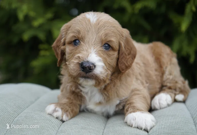 Waffle – Goldendoodle puppy for sale in Millersburg, IN