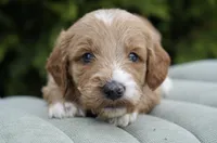 Waffle, a male Goldendoodle for sale in Millersburg, IN – Photo 2 of 3