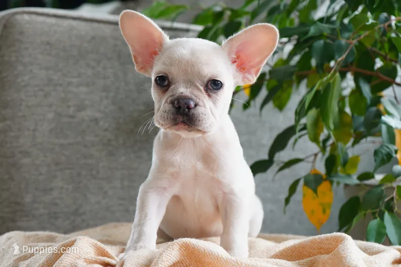 Paris – French Bulldog puppy for sale in Millersburg, IN