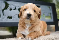 Benny, a male Goldendoodle for sale in Millersburg, IN – 3 of 6