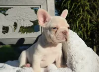 Calypso, a female French Bulldog for sale in Millersburg, IN – 3 of 3