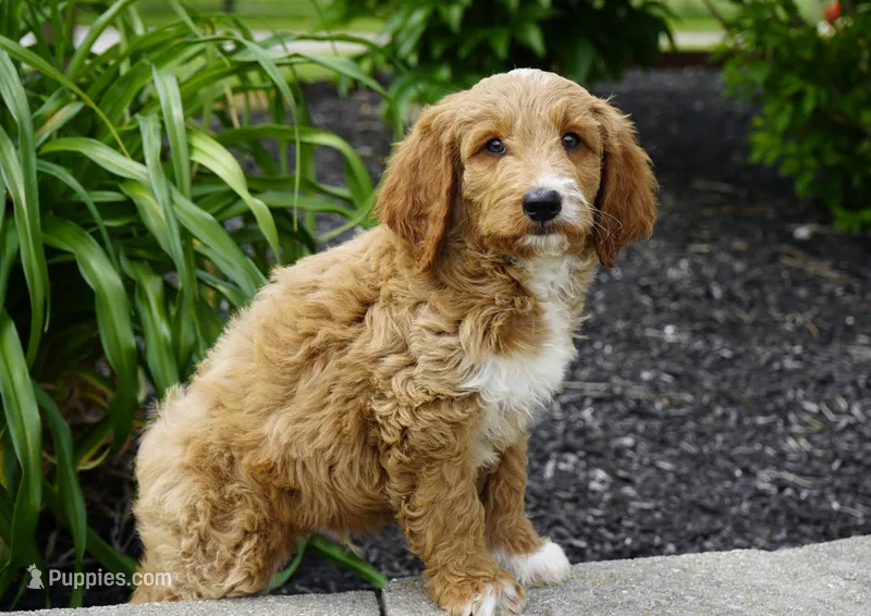 Waffle – Goldendoodle puppy for sale in Millersburg, IN