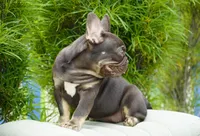 Olivia, a female French Bulldog for sale in Millersburg, IN – 4 of 6