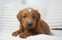 Archer, a male Goldendoodle for sale in Millersburg, IN – 4 of 7