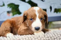 Nala , a female Goldendoodle for sale in Millersburg, IN – 3 of 4