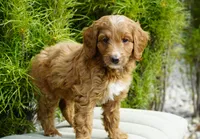 Bailey, a female Goldendoodle for sale in Millersburg, IN – 5 of 5
