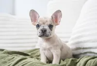 Winston, a female French Bulldog for sale in Millersburg, IN – 5 of 7