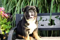 Panda, a male French Bulldog for sale in Millersburg, IN – 5 of 5