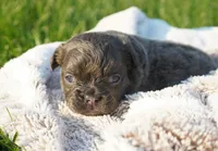 Mia, a female French Bulldog for sale in Millersburg, IN – 3 of 4