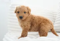 Nova, a female Goldendoodle for sale in Millersburg, IN – 4 of 8