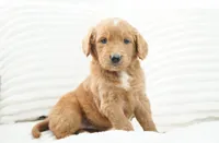 Alexis , a female Goldendoodle for sale in Millersburg, IN – 2 of 4