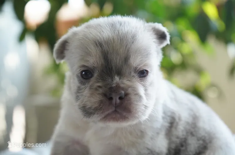 Dudley  – French Bulldog puppy for sale in Millersburg, IN