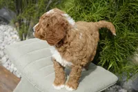 Biscuit, a male Goldendoodle for sale in Millersburg, IN – 4 of 5
