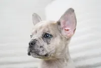 Winston, a female French Bulldog for sale in Millersburg, IN – 6 of 7