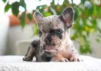 Polly, a female French Bulldog for sale in Millersburg, IN – 2 of 5