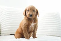 Lumi, a female Goldendoodle for sale in Millersburg, IN – 2 of 8