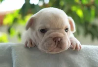 Dolly, a female French Bulldog for sale in Millersburg, IN – 3 of 4