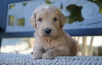 Chanel, a female Goldendoodle for sale in Millersburg, IN – 4 of 4