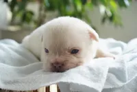 Stanley, a male French Bulldog for sale in Millersburg, IN – 3 of 5