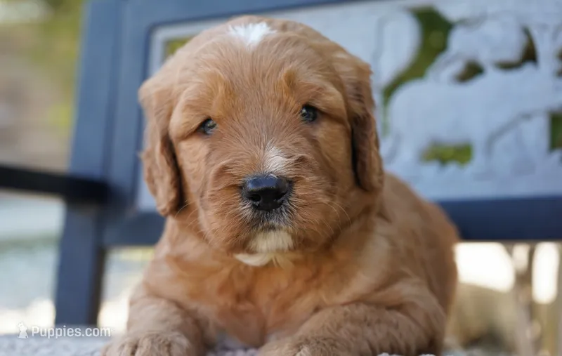 Wrigley – Goldendoodle puppy for sale in Millersburg, IN