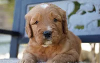 Wrigley, a male Goldendoodle for sale in Millersburg, IN – 1 of 5