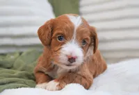 Pickles , a female Miniature Goldendoodle for sale in Millersburg, IN – 2 of 4
